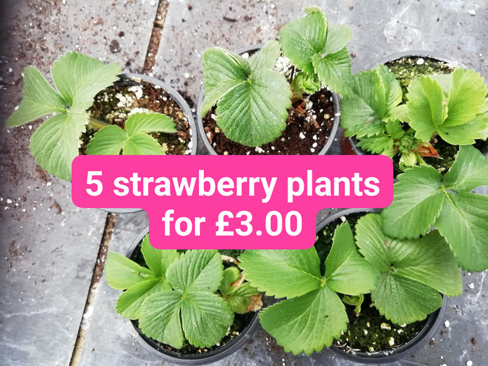 AshkeysGrowers's tweet photo. Current special offers. Email orders to plant@ashkeys.co.uk. Delivery to Holderness villages, Hull, Beverley and surrounding villages. Happy to send out full availability lists of all plants (herbs, shrubs, alpines, veg plants, herbaceous perennials). Β£15 min order
#LocalNursery https://t.co/xrJNXRcJuL