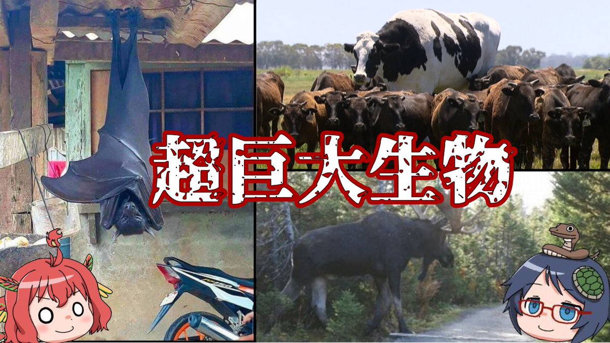 四獣チャンネル ゆっくり解説 実在した超巨大生物たち 金冠 修正版 T Co Optujhb3ut Youtube さんから 今回は実在した超巨大生物たちを紹介します 世界には意外に知らない各個体の巨大な生き物たちが沢山います ゆっくり解説 生物 巨大