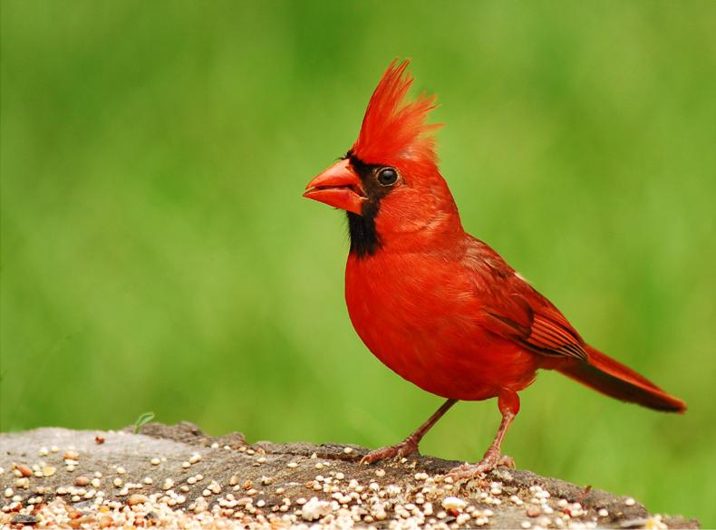 Now...North Carolina.How the fuck could I leave you behind?Oh? Another Cardinal?I have literally never seen a Cardinal in North Carolina. I have, admittedly, not been looking terribly hard.You know what i HAVE seen? #StayAtHomeSafari