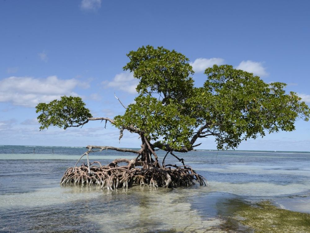 [#nnovation] Une #mangrove artificielle pour dessaler l'eau de mer ! 
En s'inspirant des végétaux, des ingénieurs chinois et américains viennent peut-être de créer la solution pour lutter contre les inondations côtières ! 👇
#Biomimétisme
🔗 buff.ly/33I4iTe