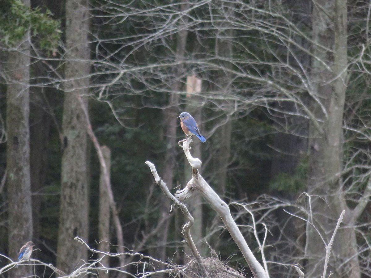 The Eastern Bluebird is the state bird from this day forward of WESTERN New York. Not "Upstate." Western. You know, most of the fucking state. Rochester. Buffalo. Ithaca.Enjoy it, y'all. It's fucking delightful. #StayAtHomeSafari