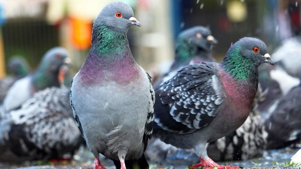 Now all joking aside - this isn't an insult, or a cheap stereotype.Pigeons aren't wild. They're feral.They're a previously domesticated animal (the Rock Dove), that we just... stopped giving a fuck about. And released.And treated like trash. #StayAtHomeSafari