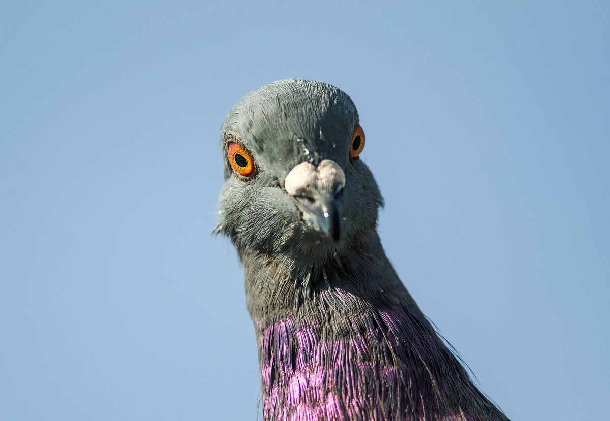 EASTERN New York, which includes a city that's really "upper New Jersey" or "Southern Connecticut" if you think about it, has the Pigeon.Suck on it. #StayAtHomeSafari