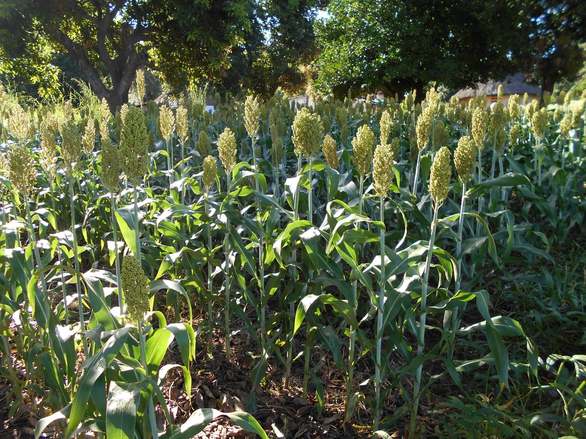 Baby trials are an important learning opportunity for smallholder farmers in Chebvute #Zimbabwe.  Here we have beautiful examples of success from our R4 collaboration with @WFP - great crops - even under drought @USAIDAfrica @CIMMYT #USAIDTransforms #endhunger