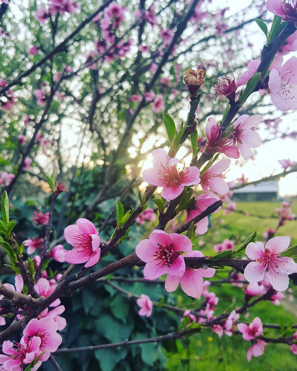 Hello Avril 🌹
Un avril pas comme les autres... où la nature va s'éveiller sans nous et je pense que ça lui fera le plus grand bien 😊