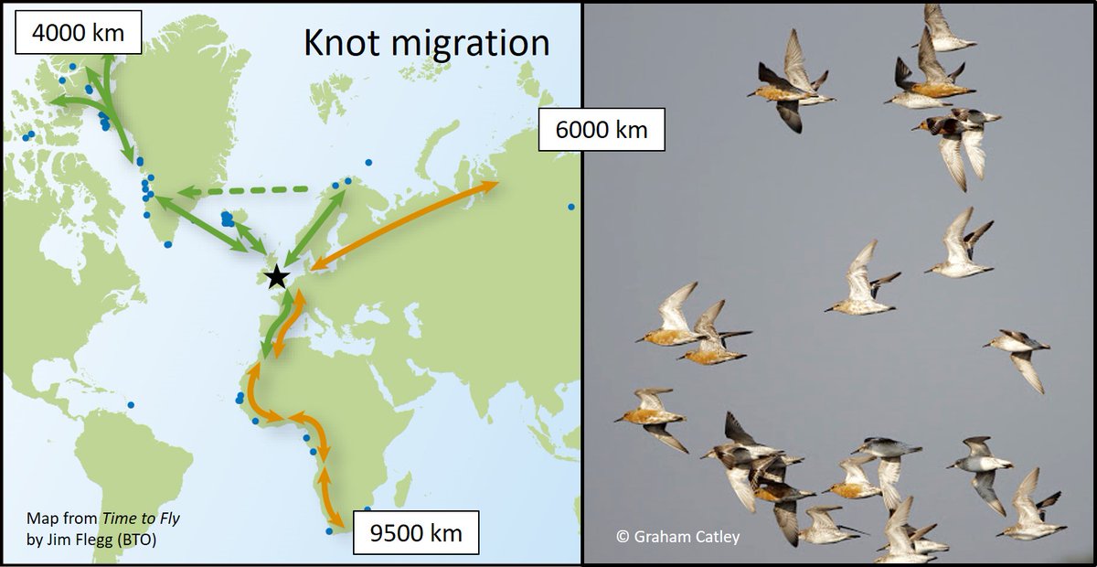 TIME is an important part of the MIGRATION story for  #waders  #shorebirds.A short thread 1/7 Firstly - who goes where? Summary of migration of  #waders to/from/through UK/Ireland: https://wadertales.wordpress.com/2017/07/20/which-wader-when-and-why/  #ornithology  #waders  #shorebirds  #phenology