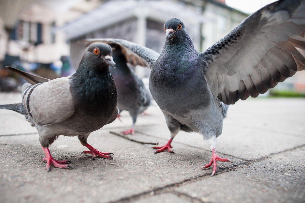 Can you think of a better bird to represent the city that promised to the world,"Give me your tired, your poor,Your huddled masses yearning to breathe free,The wretched refuse of your teeming shore.Send these, the homeless, tempest-tost to me." #StayAtHomeSafari