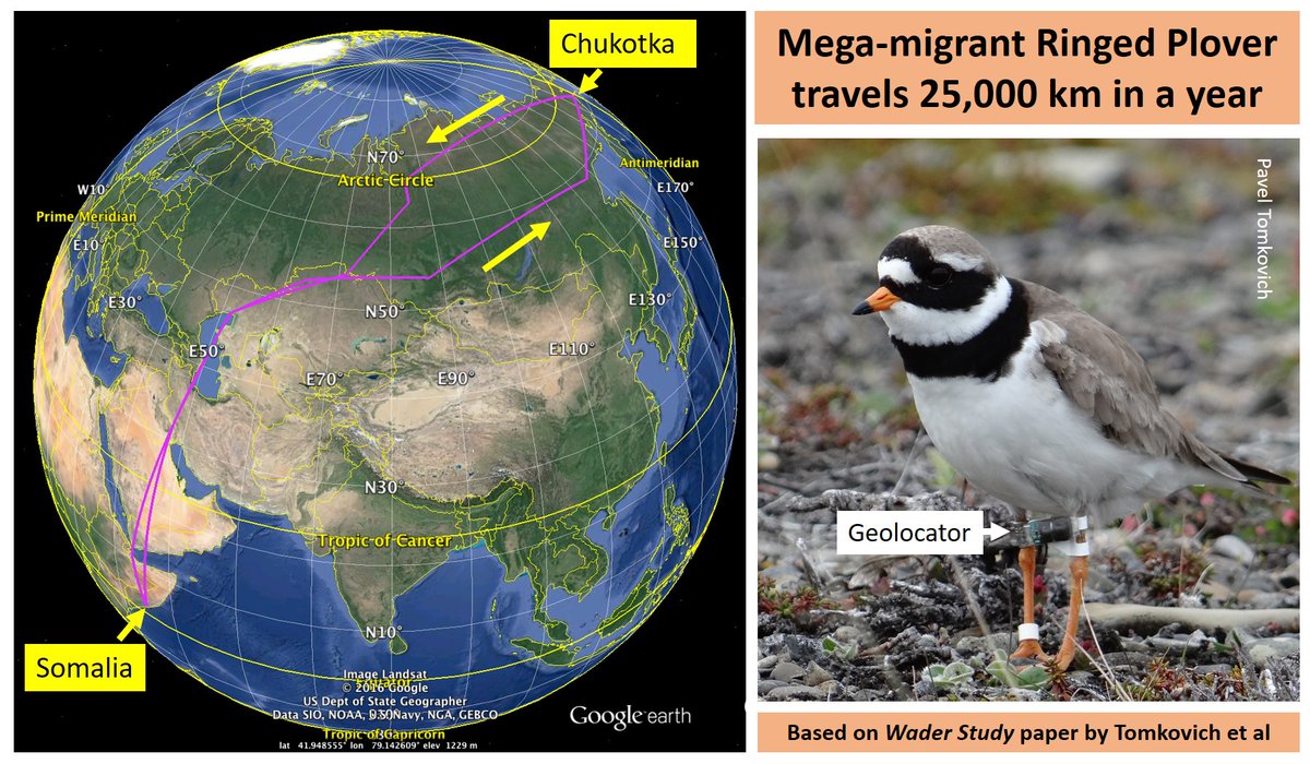 2/7 Consider one species - RINGED PLOVERThere are already nests in the UK (1 April) but many Canada/Greenland breeders won't fly north until next month and many of these Russian birds won't breed until start of June https://wadertales.wordpress.com/2018/01/25/well-travelled-ringed-plovers/ #ornithology  #waders