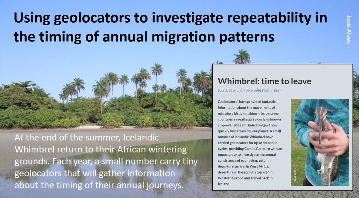 4/7 Once the timing of an individual's northward migration is set it does not change, as shown by these WHIMBREL:  https://wadertales.wordpress.com/2019/07/02/whimbrel-time-to-leave/ #ornithology  #waders  #shorebirds