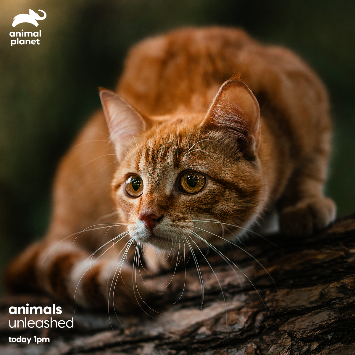 Animal Planet India on Twitter: Animal Planet India on Twitter: