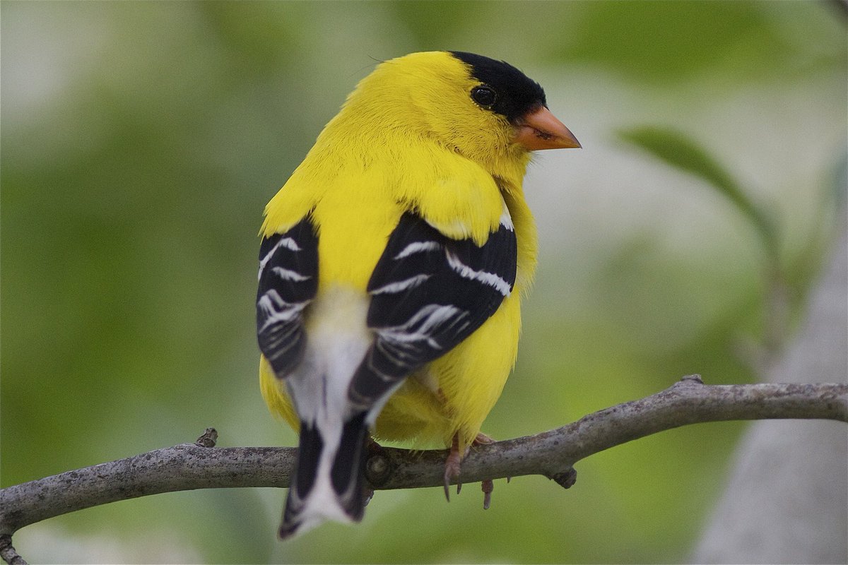 New Jersey:The Eastern Goldfinch."the male is a vibrant yellow in the summer and an olive color during the winter... The male displays brightly colored plumage during the breeding season to attract a mate."...okay fine. Solid argument. You get to keep it. #StayAtHomeSafari