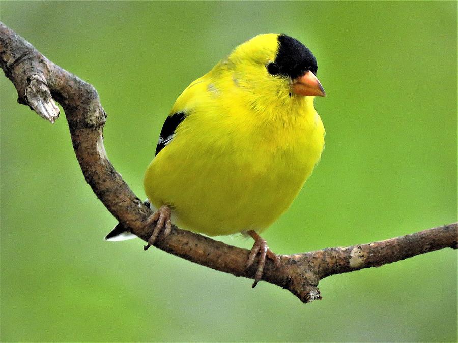 New Jersey:The Eastern Goldfinch."the male is a vibrant yellow in the summer and an olive color during the winter... The male displays brightly colored plumage during the breeding season to attract a mate."...okay fine. Solid argument. You get to keep it. #StayAtHomeSafari