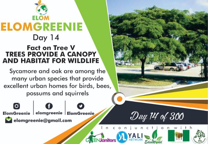 ClimateActionG1's tweet photo. Motivation: Elomgreenie Nigeria in Conjunction with @ClimateActionG1
Fact on tree v
TREES PROVIDE A CANOPY AND HABITAT FOR WILDLIFE
Sycamore and oak are among the many urban species that provide excellent urban homes for birds, bees, possums, and squirrels. @theGCF #AYCAS2020 https://t.co/gBnSfgd8rU