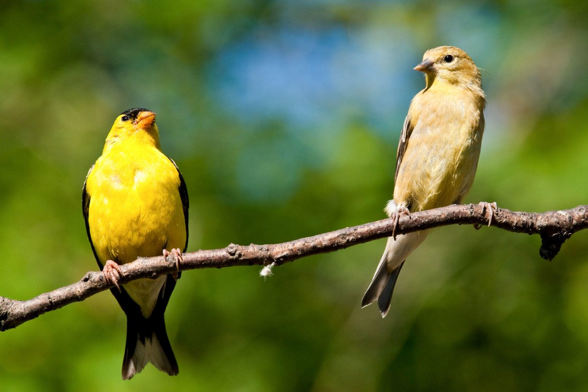 New Jersey:The Eastern Goldfinch."the male is a vibrant yellow in the summer and an olive color during the winter... The male displays brightly colored plumage during the breeding season to attract a mate."...okay fine. Solid argument. You get to keep it. #StayAtHomeSafari