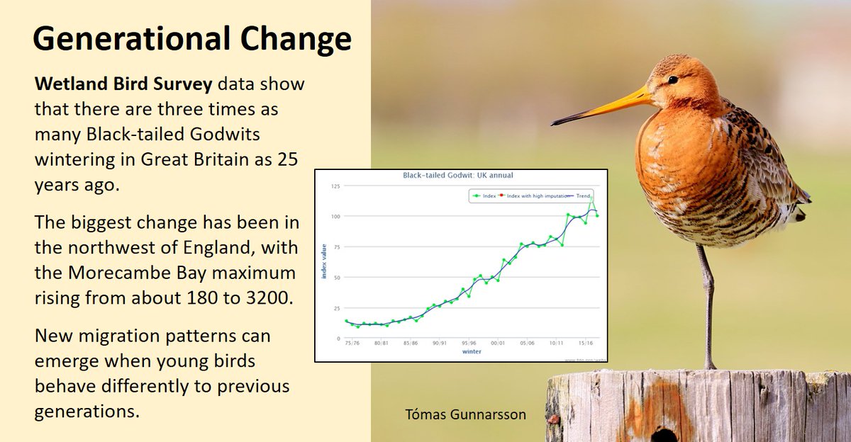 6/7 There is more about how MIGRATION PATTERNS are driven by what happens to birds in their first year here:  https://wadertales.wordpress.com/2019/07/29/generational-change/ #ornithology  #waders  #shorebirds