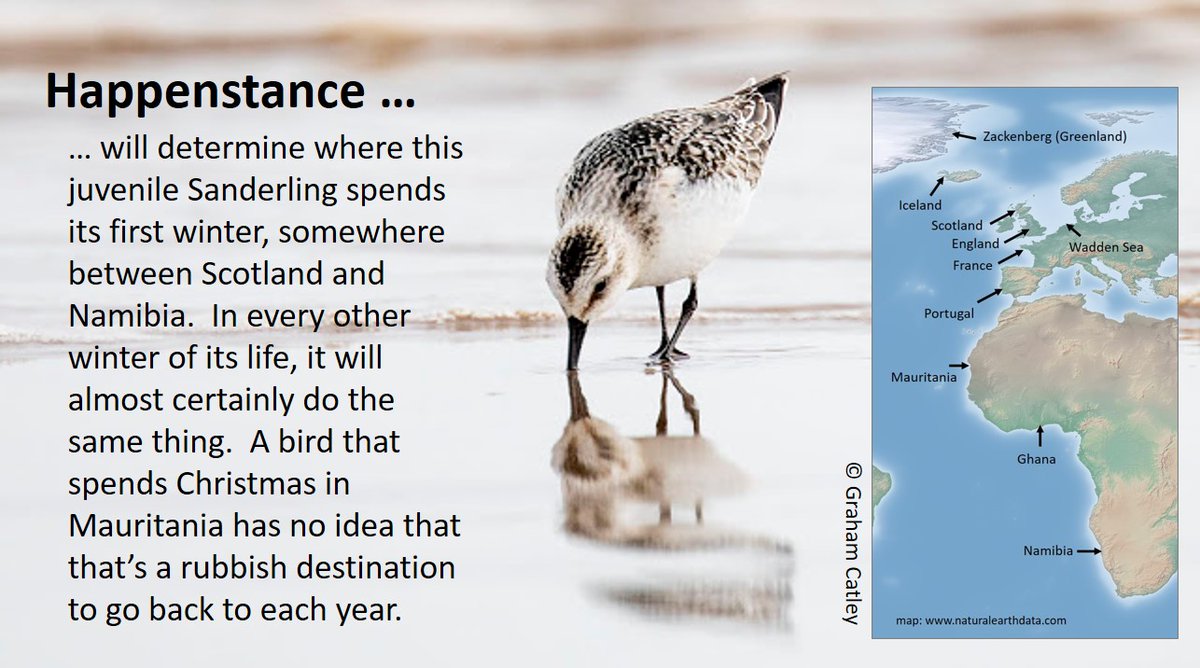 7/7 When a young wader flies south for the first time, it establishes a migration schedule that can influence its SURVIVAL PROBABILITY and its chick-rearing potential. TIMING can have life-long consequences:  https://wadertales.wordpress.com/2019/10/04/travel-advice-for-sanderling/  #ornithology  #waders  #shorebirds  #phenology