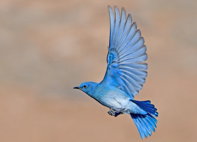 Nevada coming in hot!Y'all, you know Vegas isn't the state, right?Nevada is a huge mountain state, covered in desert and scrublands, and as any Fallout: New Vegas player will tell you, IT NEEDS MORE COLOR.Enter: The Mountain Bluebird.  #StayAtHomeSafari