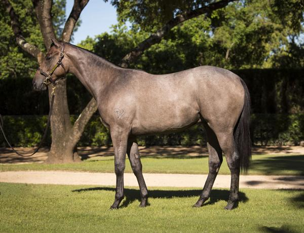 BreednetNews's tweet photo. 12 yearlings from @torryburnstud set to be offered from Sunday at @inglis_sales Easter. Relations to Xtravagant, Russian Revolution and Alizee.
Medaglia D'Oro, Exceed And Excel, I Am Invincible, Snitzel, Fastnet, So You Think and others.
Have a look at https://t.co/peD9OyKMzy https://t.co/KpbEkuIiwV