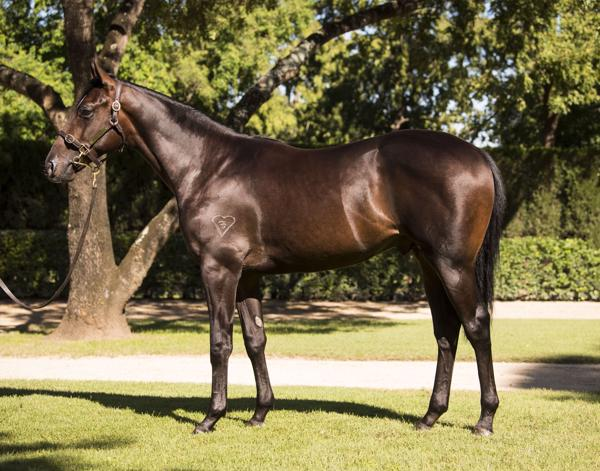 BreednetNews's tweet photo. 12 yearlings from @torryburnstud set to be offered from Sunday at @inglis_sales Easter. Relations to Xtravagant, Russian Revolution and Alizee.
Medaglia D'Oro, Exceed And Excel, I Am Invincible, Snitzel, Fastnet, So You Think and others.
Have a look at https://t.co/peD9OyKMzy https://t.co/KpbEkuIiwV