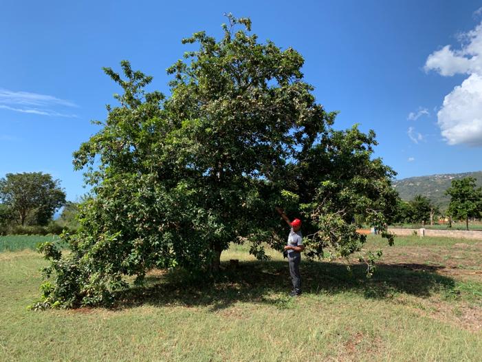 MaxiPriest's tweet photo. My brother Allen picking a #Sapodilla otherwise known as #Nesberry in #Jamaica
#AloneTogether #SocialDistancing #handwash #PrayeForTheWorld #GodWatchesOverUs #MaxiPriest #ItAllComesBackToLove https://t.co/7NPhQAl434