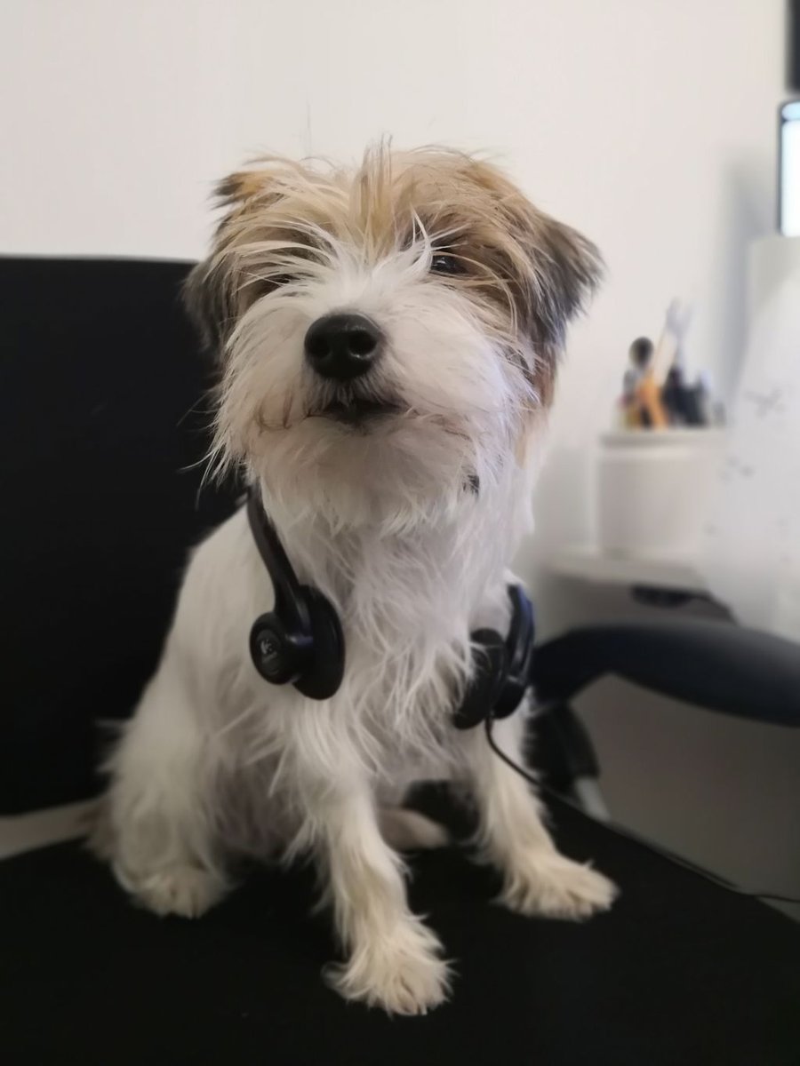raamiark's tweet photo. Toimistokoira Darma kiertää raamilaisten puolesta suunnittelukokouksissa korona-aikana. Eläimille lähes harmiton virus ei tartu eteenpäin ja sosiaalinen Darma nauttii matkustelusta. Toimistokoiran kalenteri on täyttynytkin nopeasti ja keväästä näyttää tulevan kiireinen https://t.co/BWvNui0TDJ