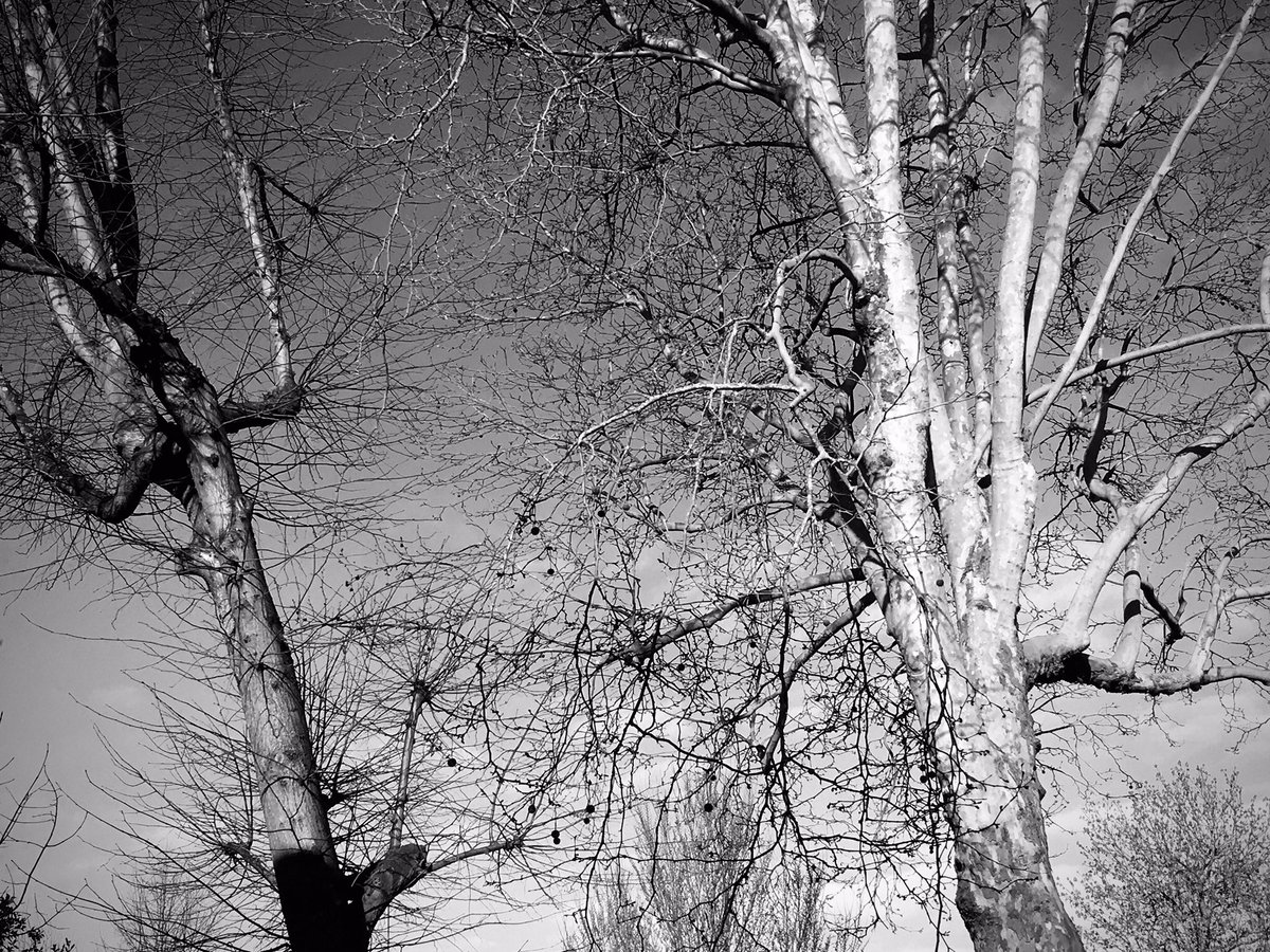 plw1053's tweet photo. Good morning from a sunny self isolating London. #plw1053 #photography #photographer #londonlockdown #London #Monochrome #blackandwhite #blackandwhitephotography #nature #treesrus https://t.co/IDTCz8uLRE