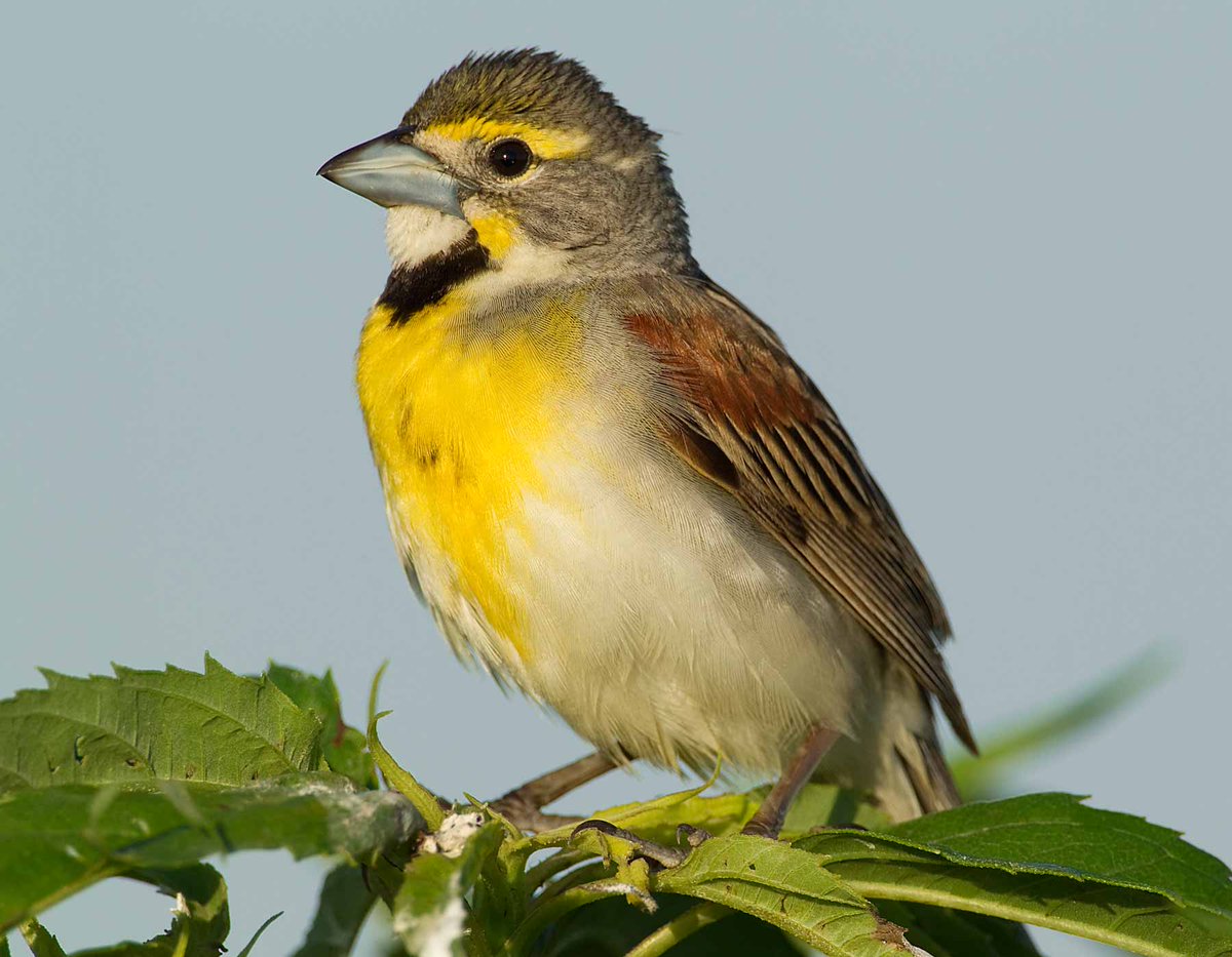 So the long and short of it is, I don't plan on ever forgiving Nebraska.So you?You get the Dickcissel. #StayAtHomeSafari