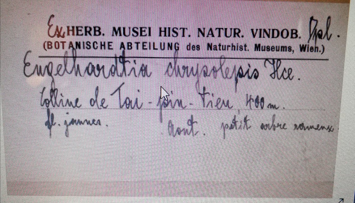 Apologies for terrible quality but can anyone solve my 'who is the collector' dilemma? <a href="/HerbTranslate/">HerbariumTranslator</a> @NHM_Wien