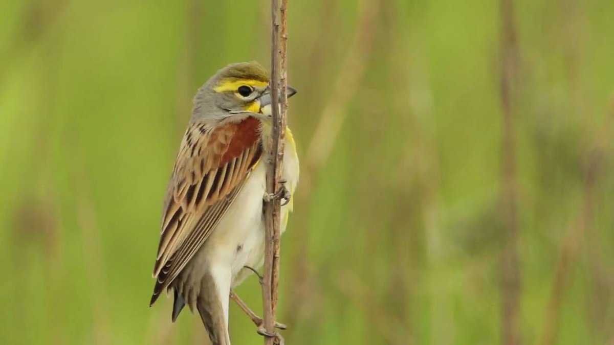 Not just because "Dick".But because the name promises something more - something funny, or interesting, or worth talking about.But instead, it's a songbird. A perfectly ordinary seed-eating songbird, that can never live up to the promise of its name. #StayAtHomeSafari