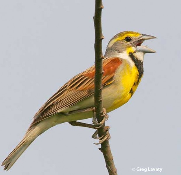 You want something other than a Dickcissel?Make sure your restaurants know how to season a goddamn steak.  #StayAtHomeSafari