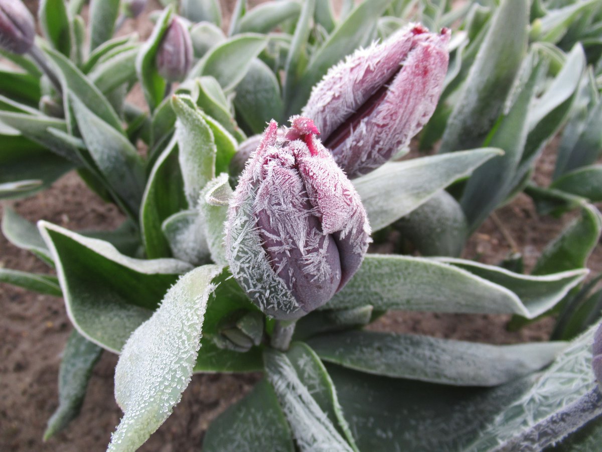 Nachtvorst geeft mooie kristallen op de #tulpen op de #KAVB proef- en monstertuin.
