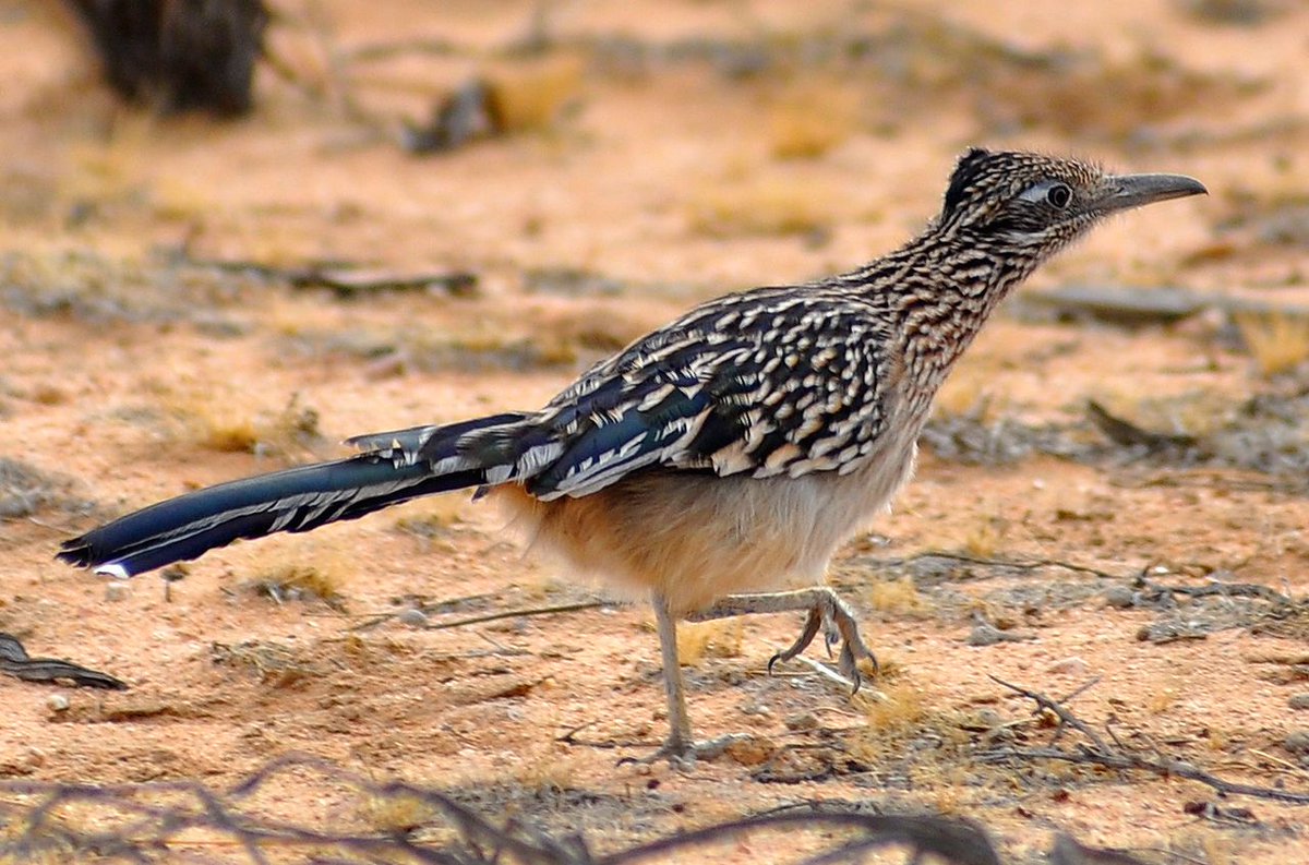 How the fuck am I going to improve on this good good desert boy?HOW THE FUCK WOULD I CATCH HIM TO DO SO?New Mexico, good choices, keep at it.NOW. NOW I CAN SLEEP. #StayAtHomeSafari