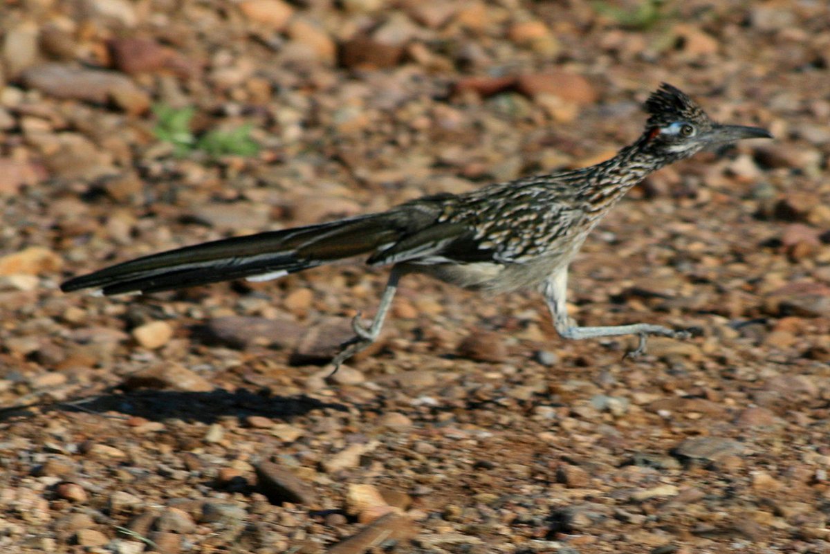 How the fuck am I going to improve on this good good desert boy?HOW THE FUCK WOULD I CATCH HIM TO DO SO?New Mexico, good choices, keep at it.NOW. NOW I CAN SLEEP. #StayAtHomeSafari