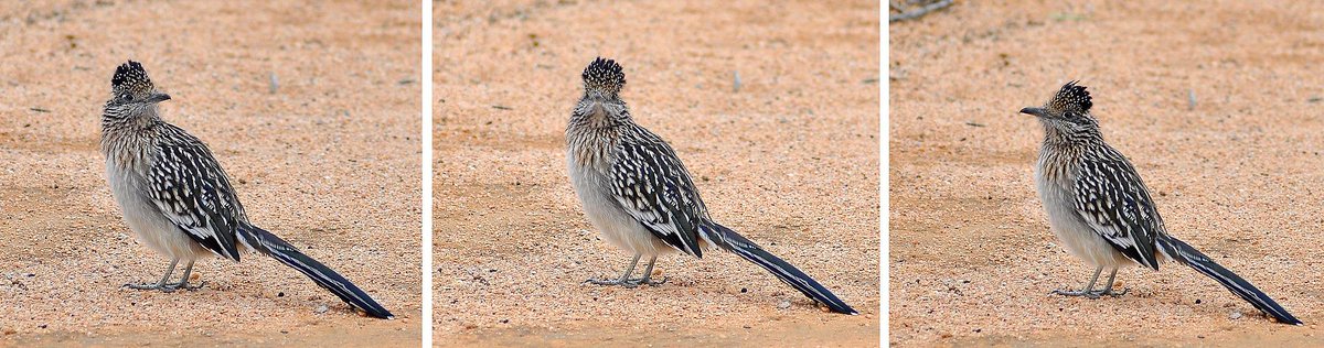 How the fuck am I going to improve on this good good desert boy?HOW THE FUCK WOULD I CATCH HIM TO DO SO?New Mexico, good choices, keep at it.NOW. NOW I CAN SLEEP. #StayAtHomeSafari