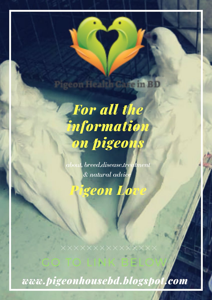 pigeonhealth_bd's tweet photo. If you need any information of The Pigeon Please visit Our site  https://t.co/ot2GcaUmNi

#pigeons #reachingpigeon 
#Bangladesh
#kobutor https://t.co/sxJp86v7Vx
