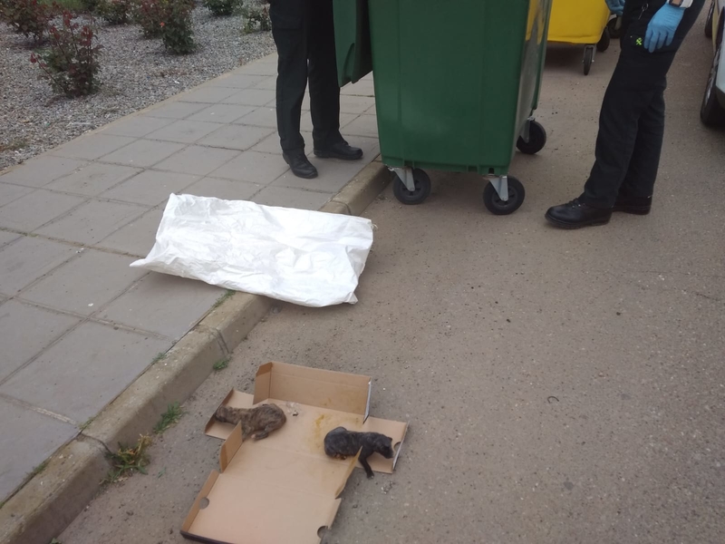 In Extremadura zijn twee galgo puppies in een vuilcontainer gevonden. Sinds het jachtseizoen begin februari voorbij is, worden galgo's van alle leeftijden massaal gedumpt...Teken onze petitie tegen het galgoleed in Spanje. dutchgalgolobby.org/teken-onze-pet…