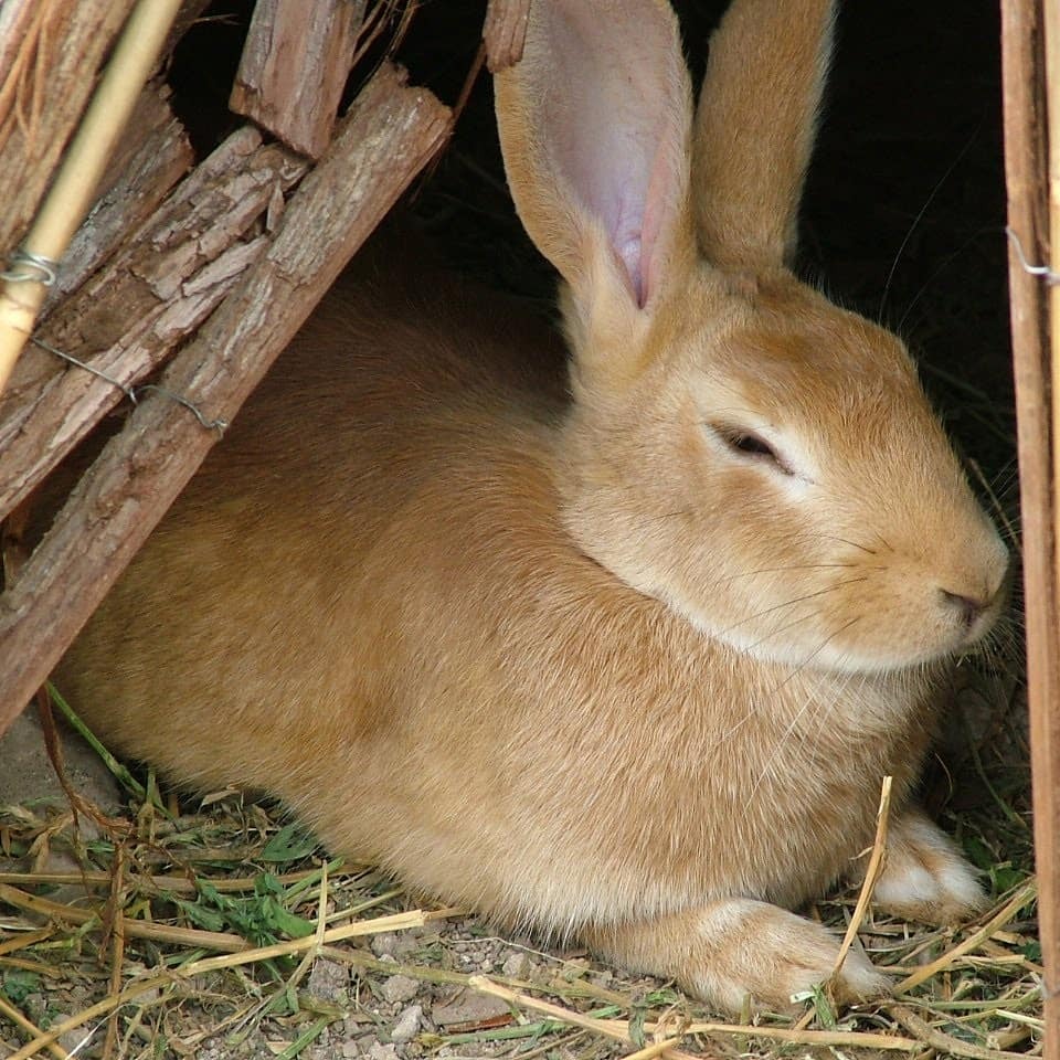 Mark_A_Nolan's tweet photo. Hoppy April ๐ #whiskersonfleek #rabbit๐ฐ #grasstrack_id #fauna #bunny #whiterabbits #pinchpunch #rabitsandhares #tagwagai #domesticrabbit #vertebrate #rabbit #mountaincottontail #mammal #wednesday #april #aprilfoolsday #april2020 #month #wednesdaymorning https://t.co/fXlldYNmIS https://t.co/BDj3ovWTey