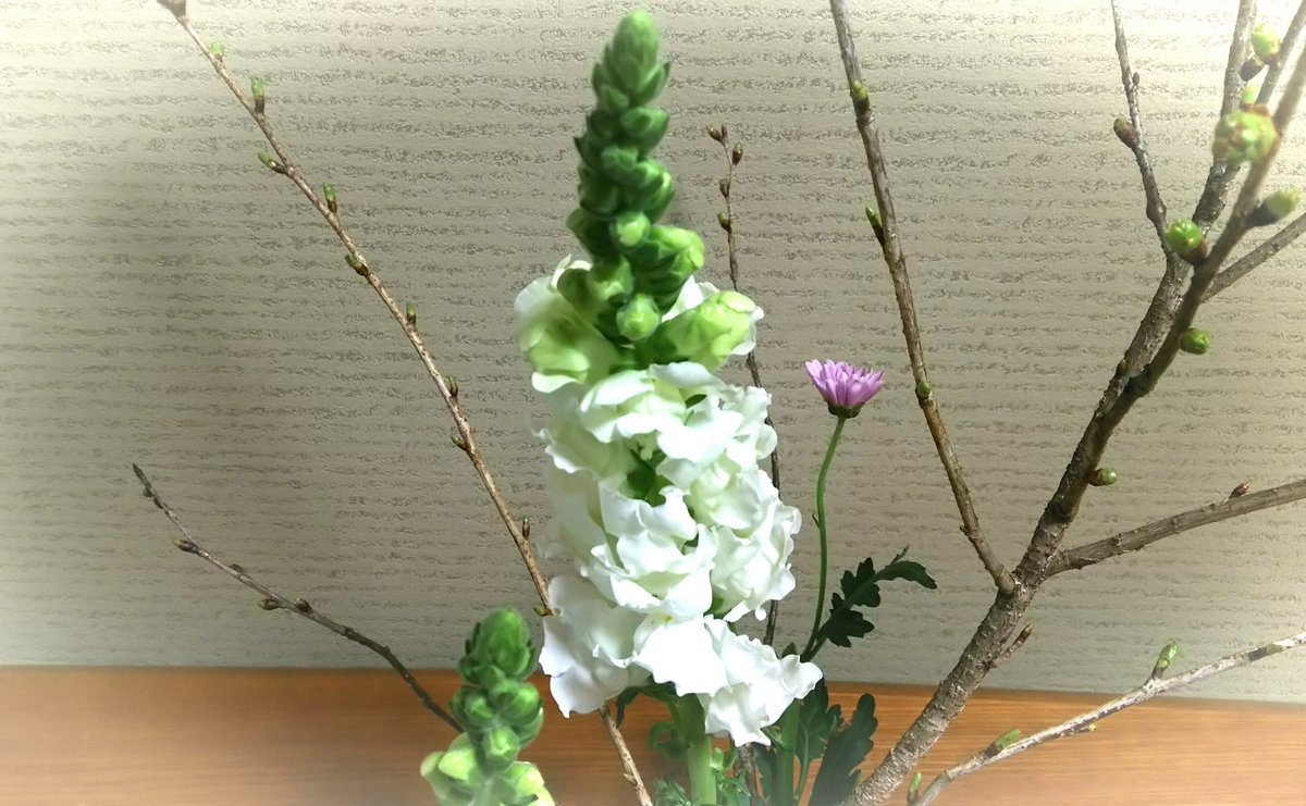 さっちん 生け花 華道本能寺 京都 関山桜 金魚草 菊 桜はまだ蕾ですが この1つの房から 4つの蕾が出て 八重の桜が 咲く予定です この関山桜は 街路樹などにも植えられており 桜の花の塩漬けにも 使われる種類です