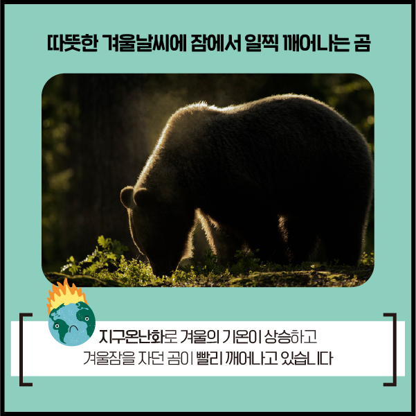 기후변화로 인해 평소보다 
겨울잠에서 빨리깨어나는 곰
⠀
사람과 동물이 함께 살아가기 위해
기후변화에 대한 관심이 필요합니다.
⠀
블로그에서 보기
▶ bitly.kr/gxVp8HYY
⠀
#한국기후환경네트워크 #KCEN
#지구온난화 #기후변화 #겨울잠 #환경
#온실가스줄이기 #기온상승 #따뜻한겨울