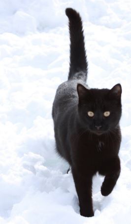 HaydonleighPri1's tweet photo. Don't forget to visit Black Cat's page on our website. New and fun things are added regularly. Check out the link on my page to join me and visit Antarctica, live tomorrow afternoon at 3pm, without having to put a coat on! https://t.co/Bv5b3za1q8