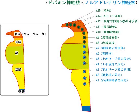 @nerune037 いま気づいたけど、これA1からA10神経群のリンクグラフなんだな。A11からA15はリンクしてないのか。 