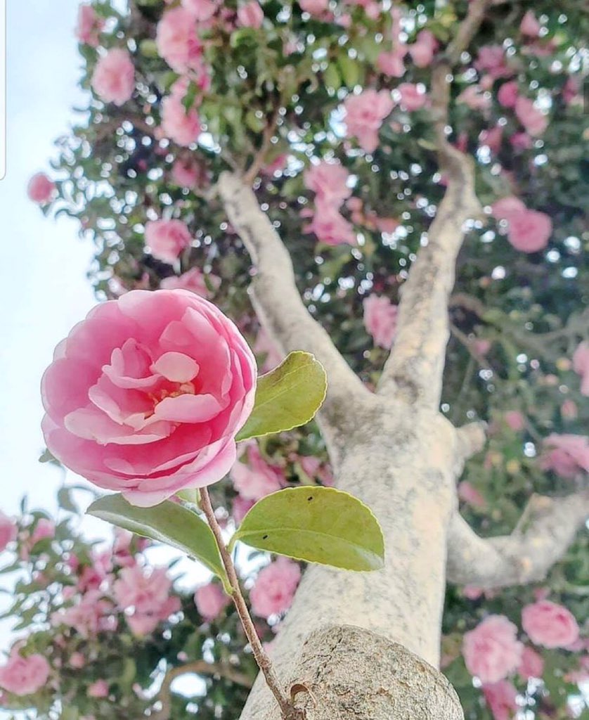muratsayan2_'s tweet photo. Eski İranlı Bir Âlim, Öğrencilerine ders verirken dedi ki;
* 
Ben nezaketi ağaçtan öğrendim;
Ona tekme attım.
* 
Ama o tepemden çiçek yağdırdı.
O utanç bana ibretlik ders oldu. https://t.co/gJcCywrRS6