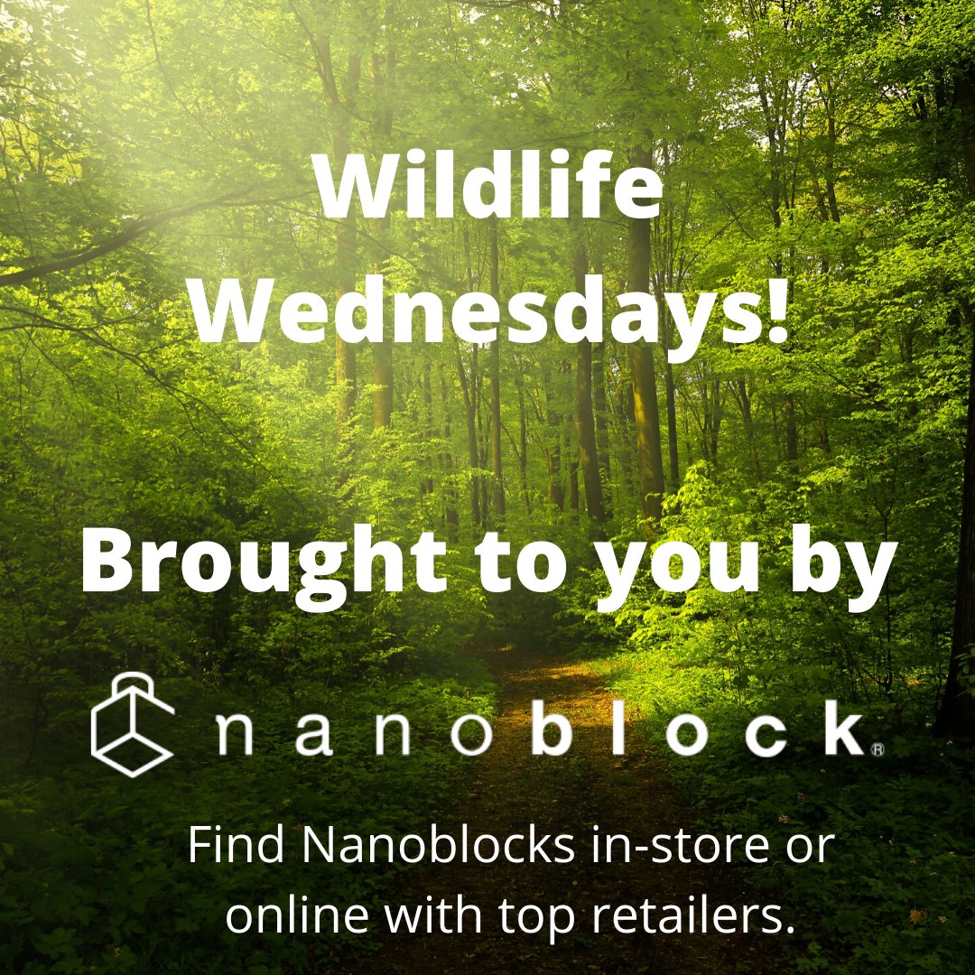 Its Wednesday so that means, Wildlife Wednesdays!

Who wants some fun facts about the Sloth? You do. 

Just cause you're stuck inside doesn't mean you can't learn about wildlife!

#wednesday #nature #wildlife #toys #nanoblock #sloth #wildlife #fun #buildingbricks