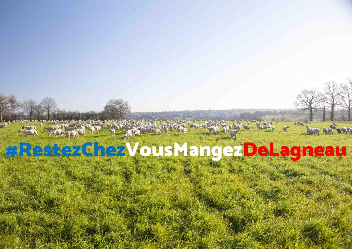 Tech_Ovin's tweet photo. Pâques approche, et nous savons qu’il s’agit d’une période charnière pour la consommation de viande d’agneau. 
Nous ne possédons que très peu de moyens pour aider les éleveurs à traverser cette situation critique -> mais une chose est sûre, nous pouvons consommer leurs agneaux ! https://t.co/hTcO30E867