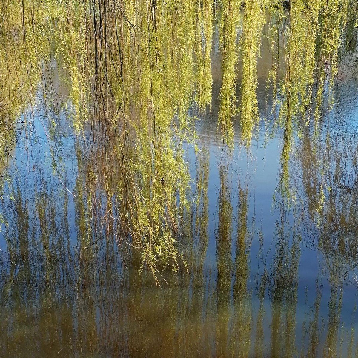 zsofiamarx's tweet image. I am humbled by the beauty and stillness outside