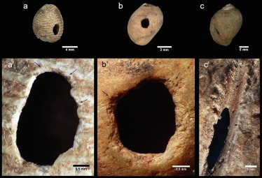 SolangeRigaud's tweet photo. New article with my colleagues from Univ. of Cantabria, @reny115 New data on the Aurignacian/Gravettian occupations from La Vina rockshelter, circa 35 000 years ago https://t.co/MHn4uXqUof #archeology #evolution @PACEA_Bordeaux @CNRSAquitaine @univbordeaux @INEE_CNRS https://t.co/3v4WeBAT8j
