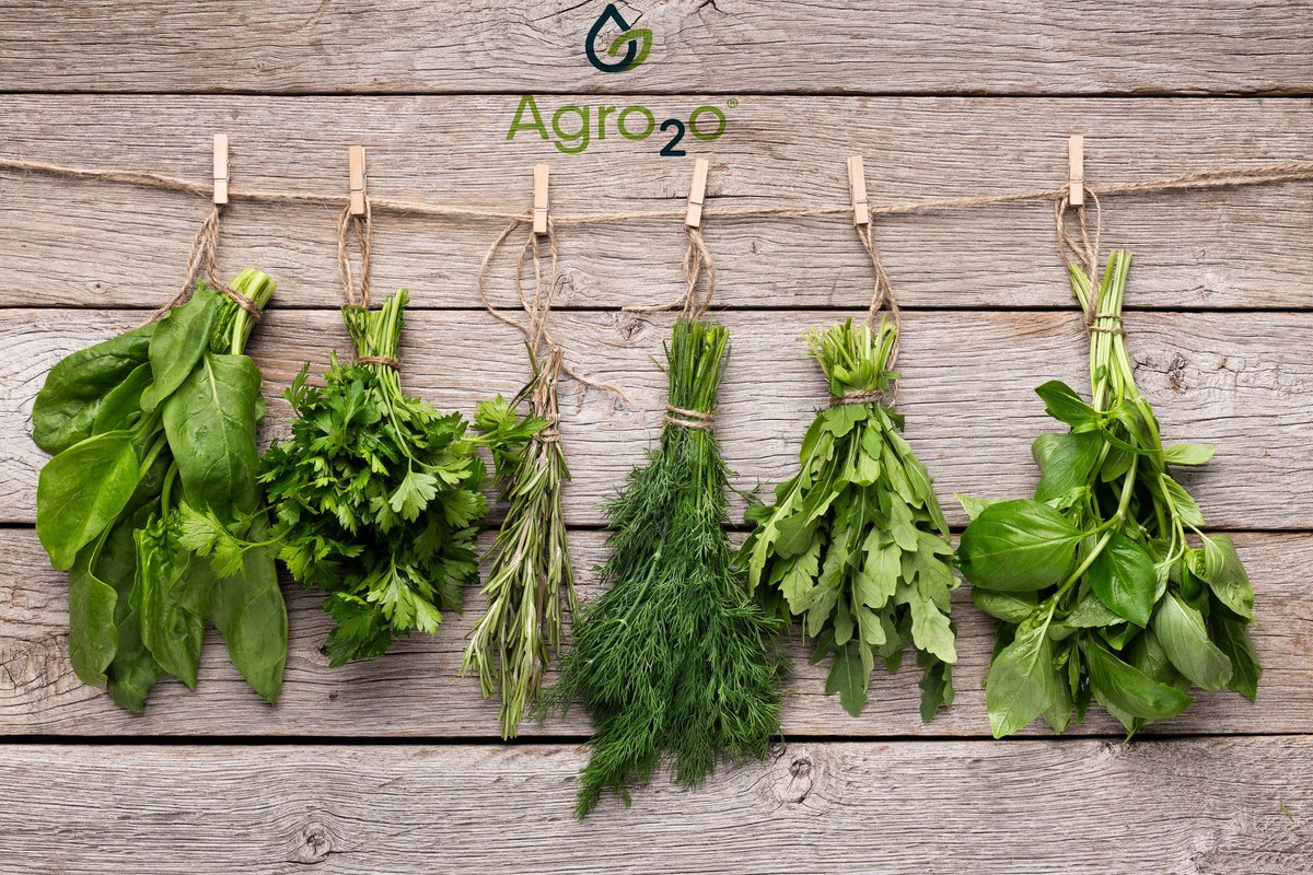 Agro2o_'s tweet photo. You shop it and then chop it🥗
Why not to pluck it and then chop it🥬
Have your own Agro2o smartgarden to pluck your own fresh veggies👩🌾
Preorder your smartgarden at our site
https://t.co/EZODBbnD1F
#agro2o #smartgarden @stpiindia @electropreneur @AgriGoI @GoI_MeitY @Agro2o_ https://t.co/kkpl3pGgtU
