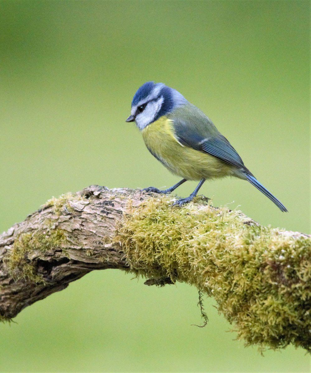 maherpete46's tweet photo. Nice LITTLE BLUE TIT 💙💙 https://t.co/riw6uNZ9pR
