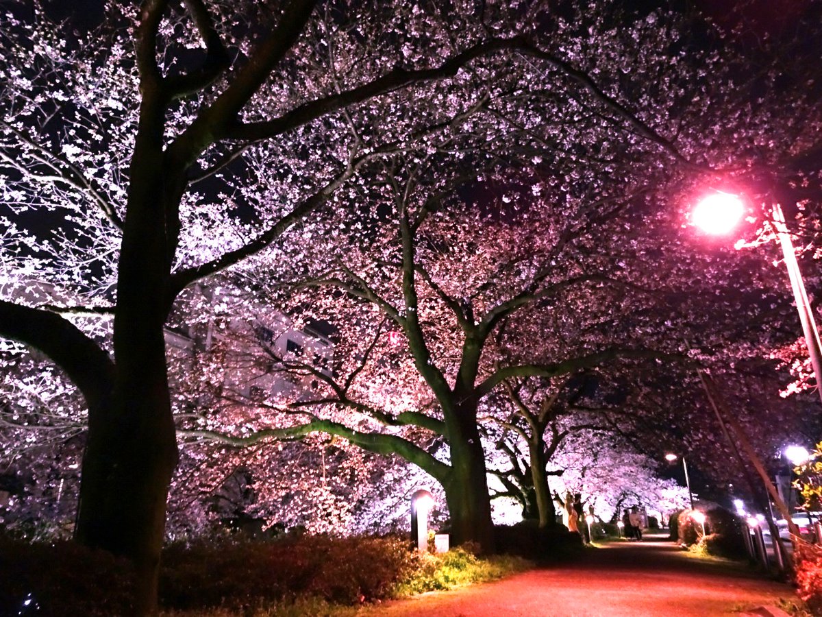 centralparktym's tweet photo. 富山市 ”松川べり”
ほとんど人通り 無くなる
夜遅い時間🌃 歩きながら📸

目の前に広がる
静寂の中 灯りに浮かぶ #桜

1日も早く🙏心穏やかな日常に
戻りますように…

新年度もどうぞ
宜しくお願い致します🎀 https://t.co/sJ1ojzZ6QN