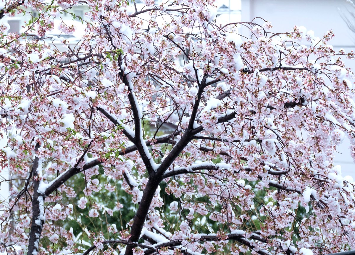 「こないだ初めて雪桜見れたけど綺麗だったな 」|金田陽介＠猫魔女4巻発売中のイラスト